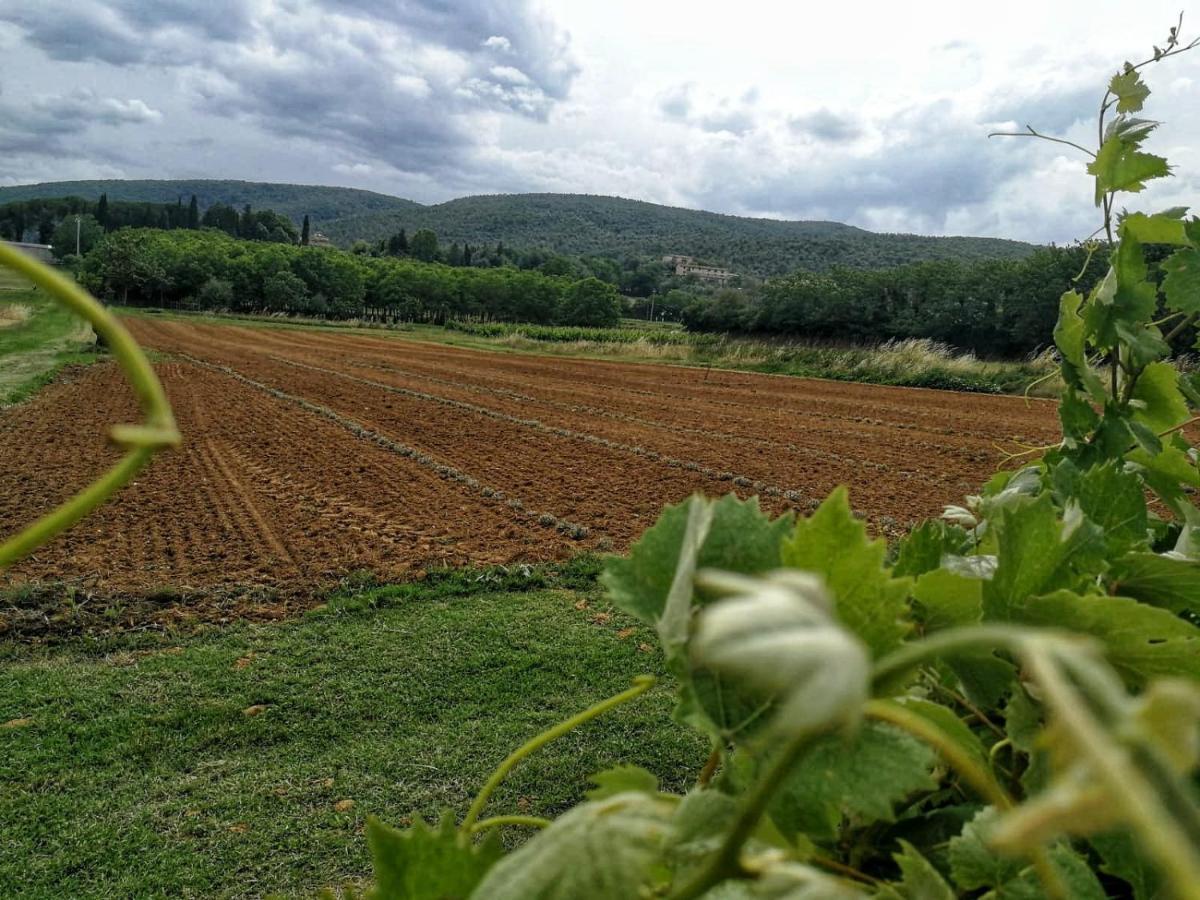 Claudia Vacanza Toscana - Appartamento Nocciolo- 10 Min Da Siena Malignano Kültér fotó