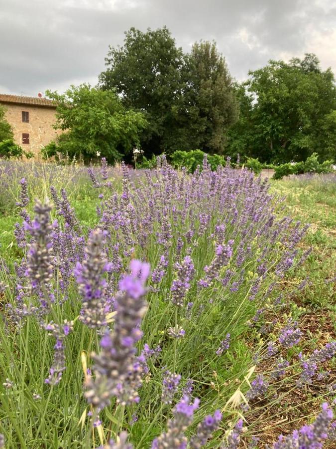 Claudia Vacanza Toscana - Appartamento Nocciolo- 10 Min Da Siena Malignano Kültér fotó