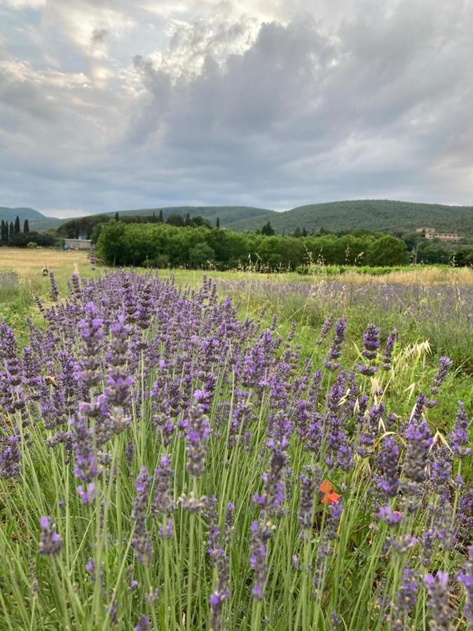 Claudia Vacanza Toscana - Appartamento Nocciolo- 10 Min Da Siena Malignano Kültér fotó